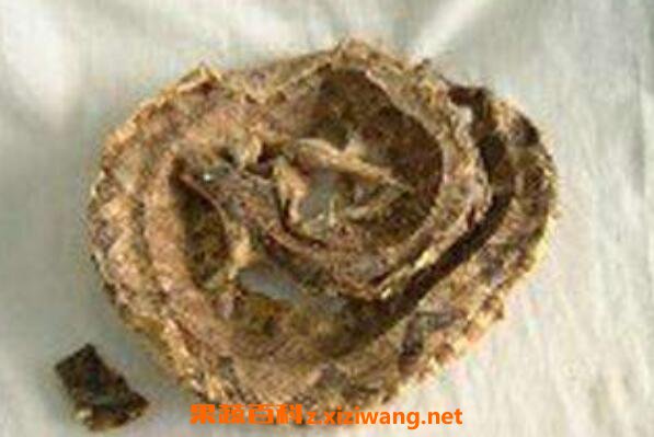 蕲蛇的功效与作用及药用价值