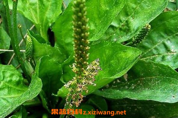车前草泡水喝的功效与禁忌