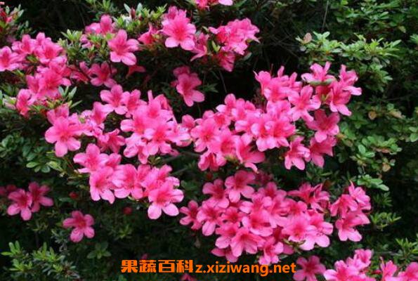 小叶杜鹃怎么养 小叶杜鹃花的养殖方法