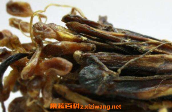 海狗肾的功效与作用及药用价值