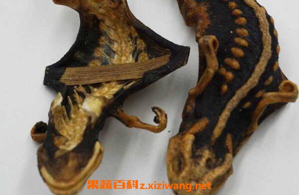 海狗泡酒的功效与作用