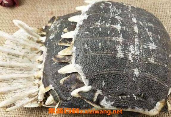 鳖甲可以泡酒么 鳖甲泡酒方法