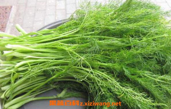 茴香菜的功效与作用 茴香菜怎么吃好