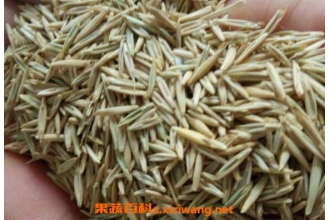 草籽的功效与作用 草籽的药用价值