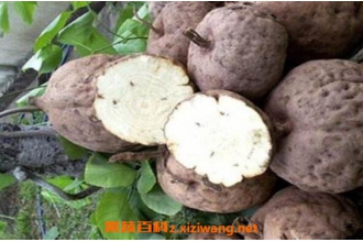 野葛根的作用与功效