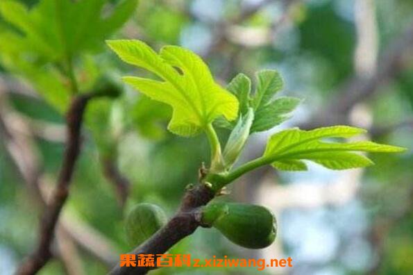 无花果树枝煮水的功效