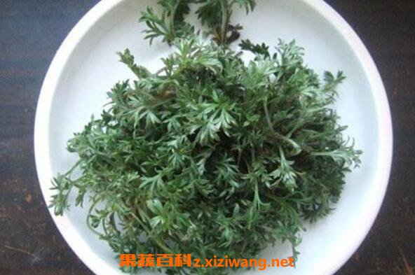 茵陈的功效与作用 茵陈的营养价值