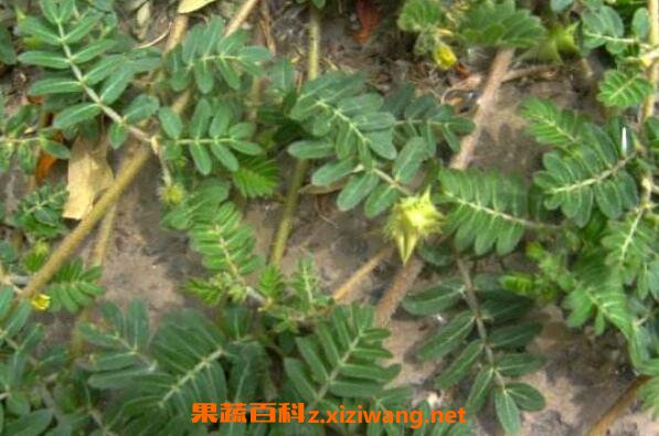 蒺藜的功效与作用及药用价值