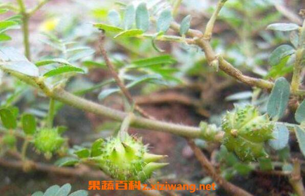 蒺藜的功效与作用及药用价值