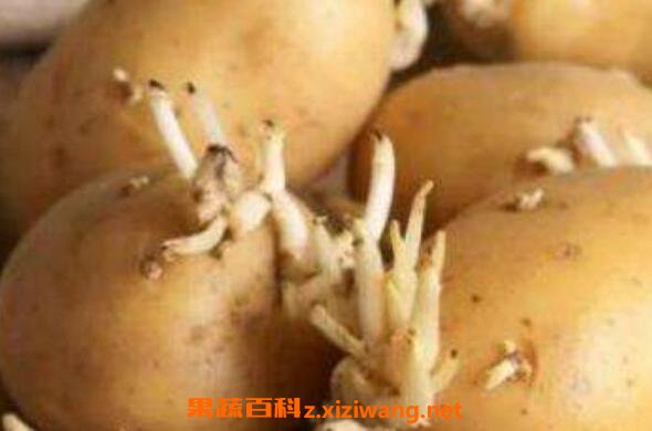 龙葵素加热会分解吗 龙葵素中毒怎么办