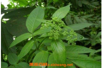 七叶莲片的功效与作用 七叶莲片的副作用