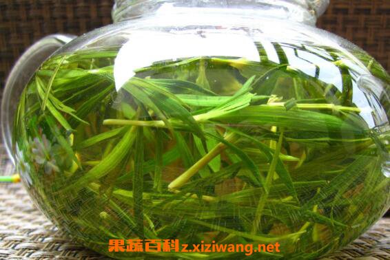 石竹茶的功效与作用 石竹茶的食用禁忌