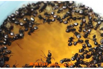 蚂蚁泡酒有什么作用 蚂蚁泡酒的功效与作用