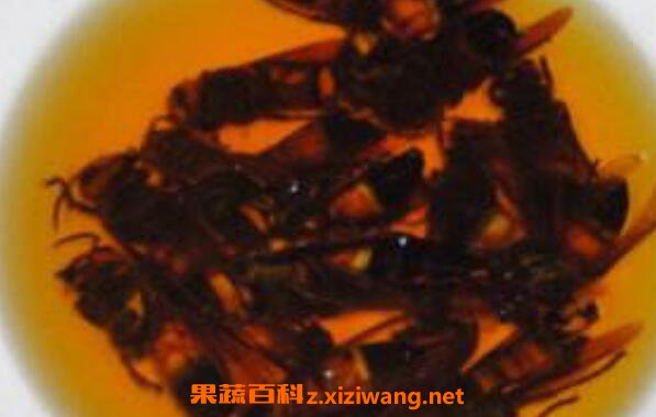 大黄蜂泡酒作用与功效