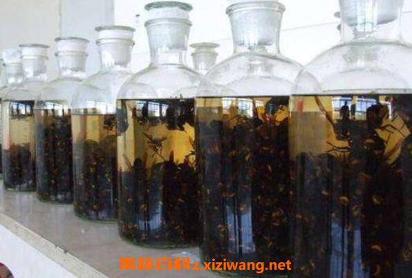 大黄蜂泡酒作用与功效