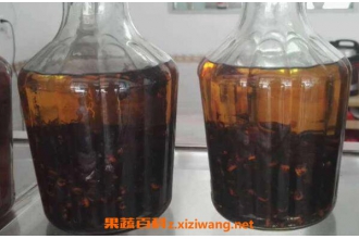 胡蜂泡酒的功效与作用