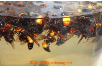 黄蜂泡酒的功效与作用 黄蜂怎么泡酒