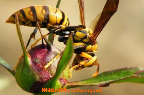 黄蜂泡酒功效与作用 黄蜂怎么泡酒