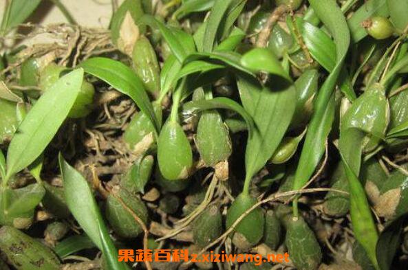 石黄皮是一种高大的草本植物,多生长在南方地区的密林中喜欢阴暗的环境,它在自然界中也就肾蕨是骨碎补