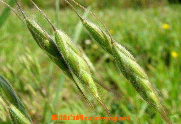 野燕麦有什么作用 野燕麦的功效与作用