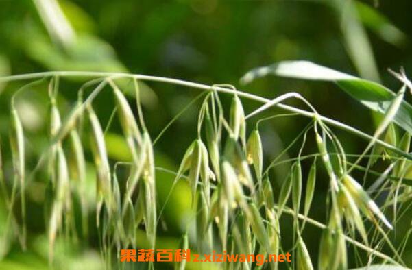 野燕麦有什么作用 野燕麦的功效与作用