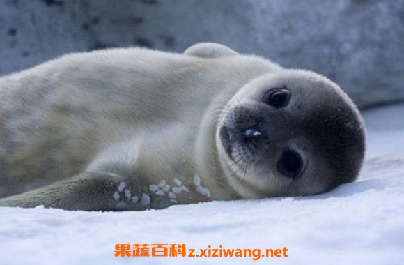 海狗