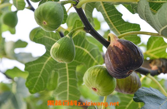 无花果叶