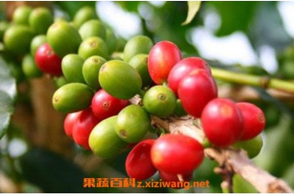 苦茶油和山茶油的区别