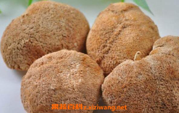 干猴头菇怎么泡发最好 干猴头菇一般泡多久