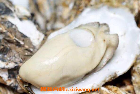 牡蛎怎么吃 牡蛎哪些部位不能吃