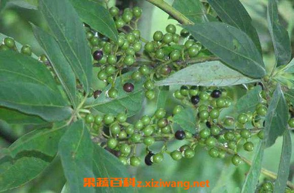 大果木姜子