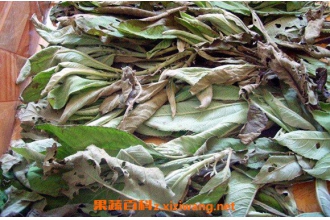 艾纳香油的功效和作用 艾纳香油的副作用