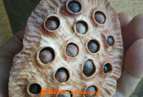 莲蓬壳煮水喝的功效与禁忌