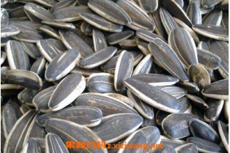 葵花籽的功效与作用 葵花籽的营养价值