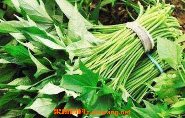 吃地瓜藤的功效与作用