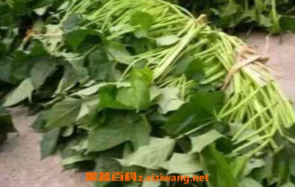 吃地瓜藤的功效与作用