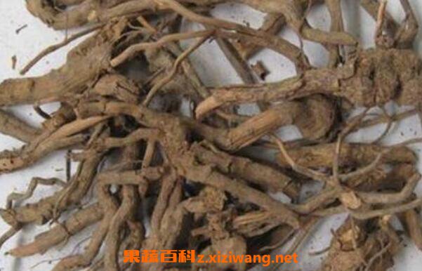 刺梨根的功效与作用 刺梨根熬水的功效