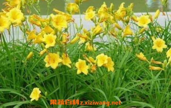 萱草的功效与作用及药用价值