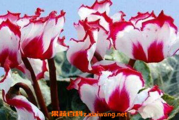 仙客来的养殖方法和注意事项 仙客来怎么养