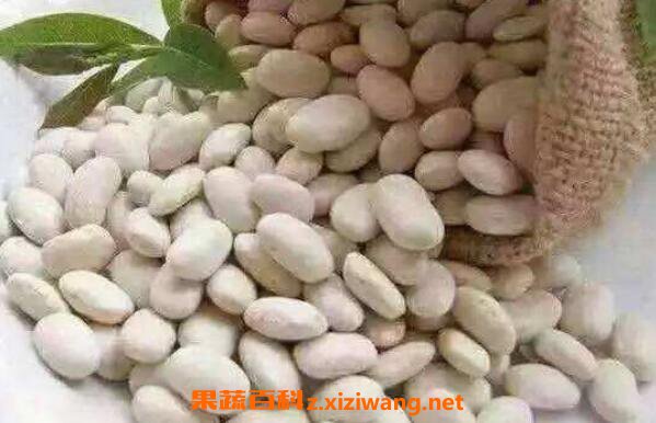 白芸豆减肥有用吗 如何吃白芸豆减肥