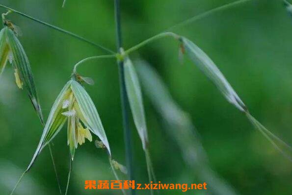 节节麦和雀麦的区别
