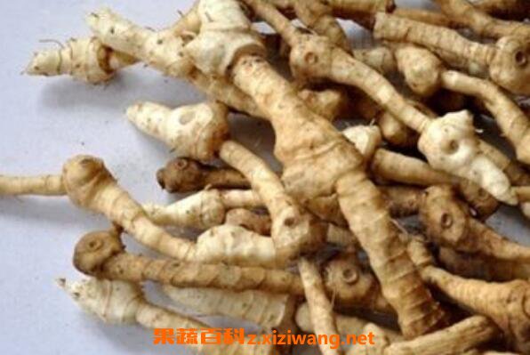 枸杞根的功效与作用及药用价值