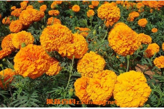 叶黄素的功效与作用 叶黄素的药用价值