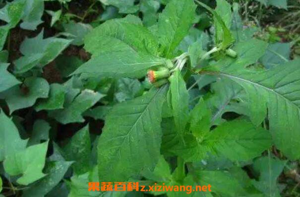 鱼鳅串的功效与作用 鱼鳅串的药用价值