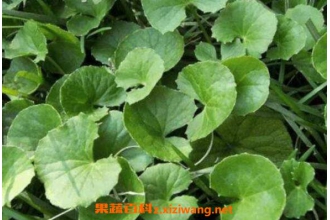 雷公根的功效与作用 雷公根的药用价值
