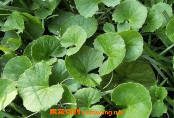 雷公根的功效与作用 雷公根的药用价值