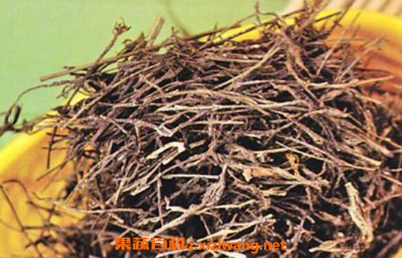 独脚金的功效与作用及药用价值