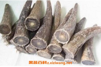 水牛角的功效与作用 水牛角的药用价值