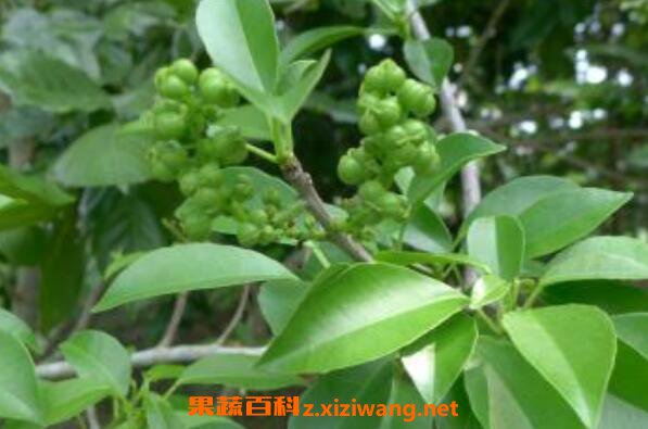 土沉香的功效与作用