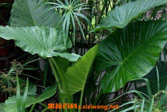 剑叶海芋如何管理 箭叶海芋怎么养